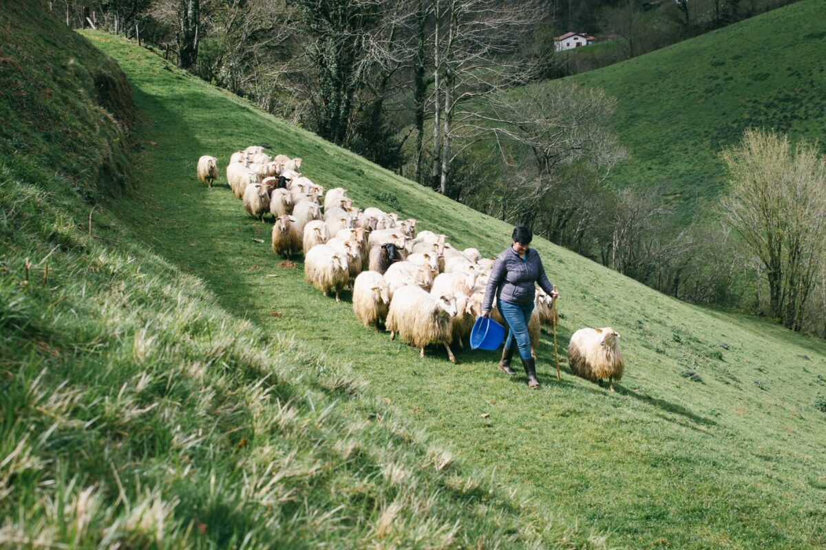 farmer and sheeps